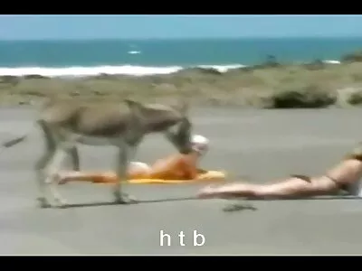 பண்ணையில் டிக் ஸ்டாப்